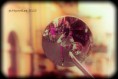 /album/photogallery/gelatotime800-jpg/