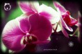 /album/photogallery/beauty800-jpg/