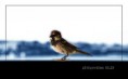 /album/photogallery/earlybird800-jpg/